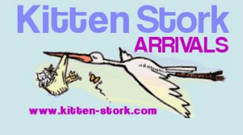 Kitten Stork